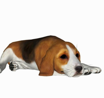 精品动物模型-狗 (6)